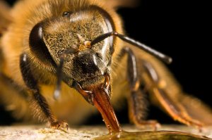 Hungry_Honeybee_I_by_dalantech