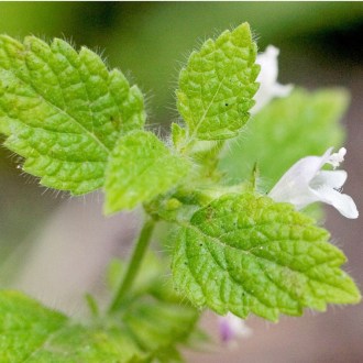 lemon-balm-att-jess_1