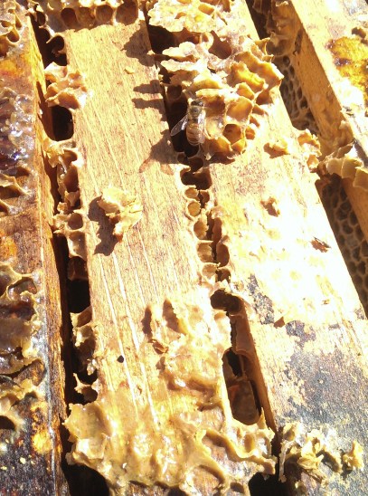 honeybee eating honey from Asteria