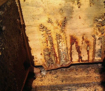 propolis entrance eastern shadow