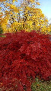 Colorful trees with leaces